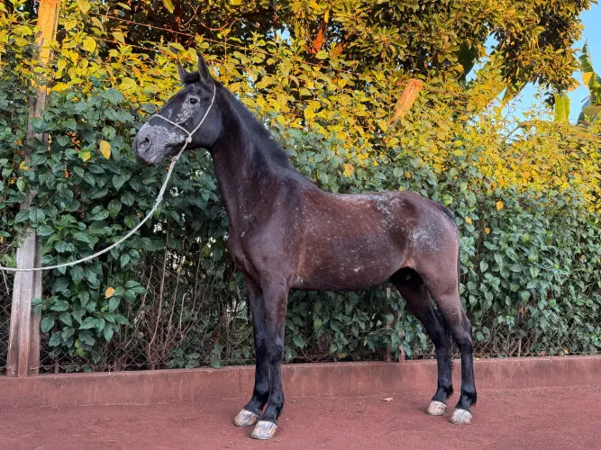 Égua Appaloosa 
