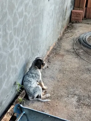 Filhotes de cachorro americano urrador 