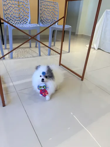 Filhote macho de Spitz alemão 
