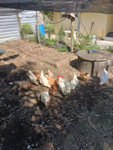 Vendo galinhas e galo
