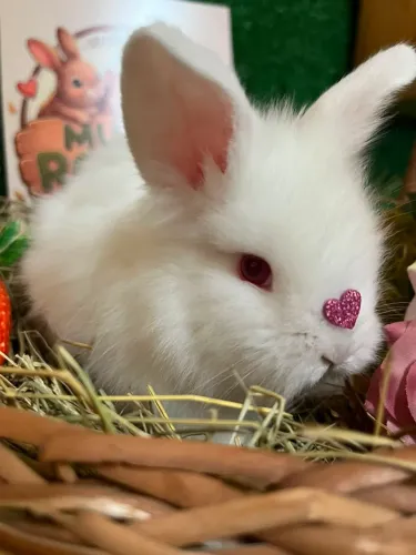 Filhotes mini Teddy
