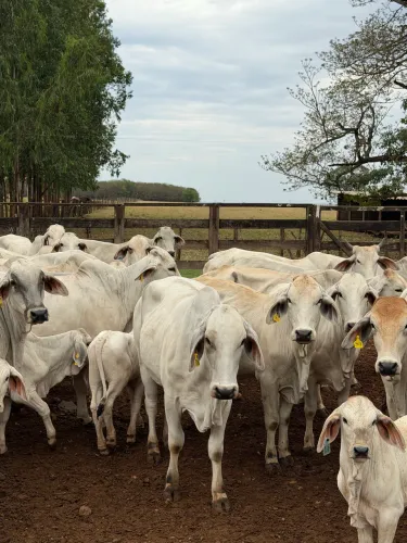 Vacas PO raça Brahman
