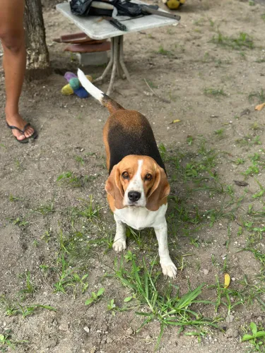 Doa-se fêmea beagle