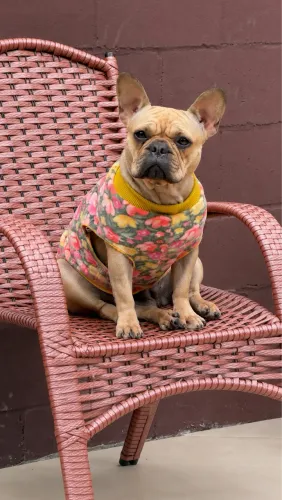 Procuro buldogue francês macho para cruzar
