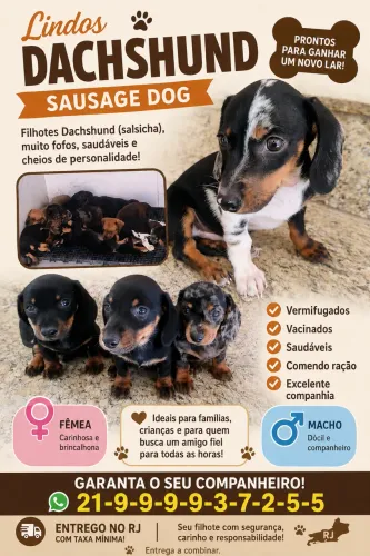 Filhotes de dachshund
