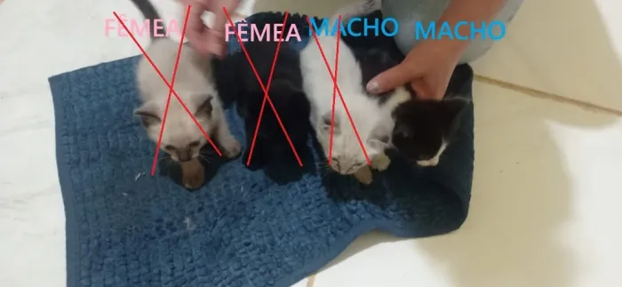 Filhote de Gato Siamês p/ Adoção