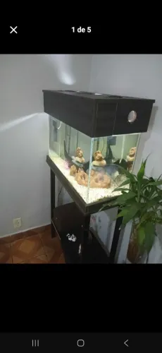 Aquario