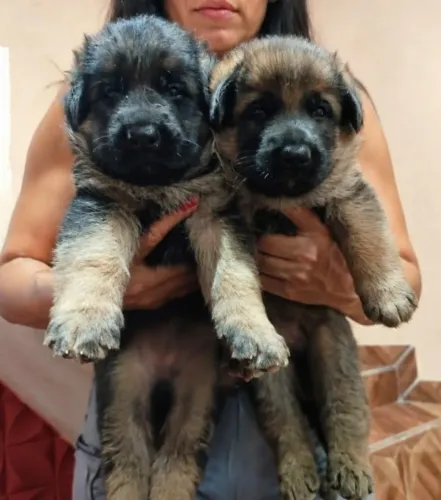 Cachorro 