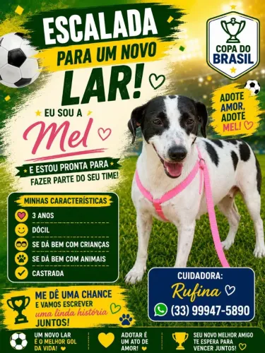 Cachorro para doação raça: SRD