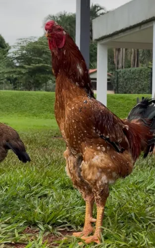 Vendo lindo galo GSB X índio gigante