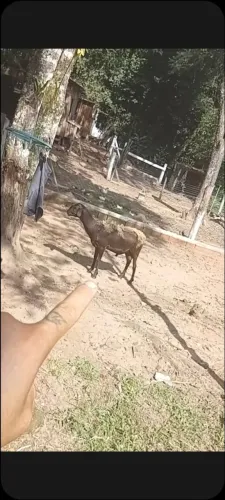 Carneiro  santa i é  2 anos
