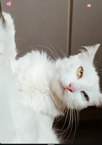 RAÇA : ANGORA TURCO
