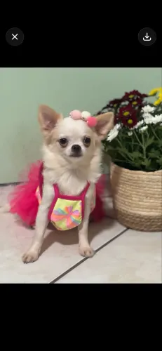 Chihuahua fêmea 