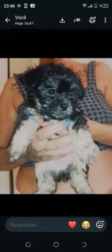 Vendo FILHOTES DE POODLE PORTE PEQUENO