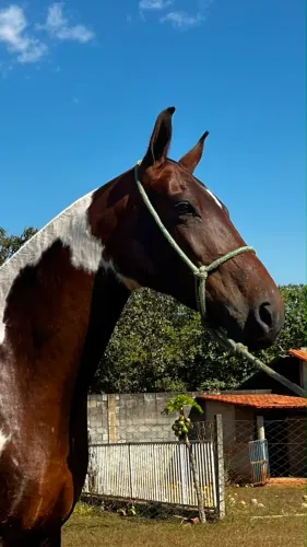 Mangalarga Marchador