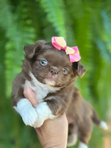 Chihuahua Fêmea Pelo Longo!! Uma Lindeza