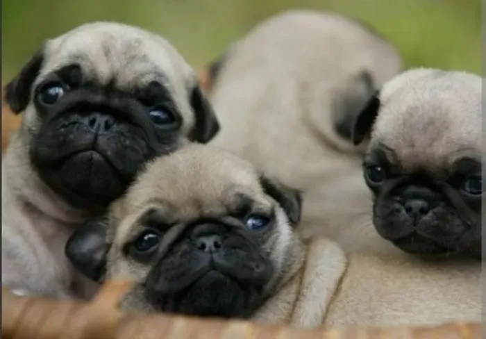 Pug Filhotes Abricot Espertos. 