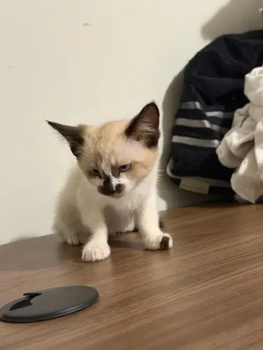 Adoção responsável - Gato Filhote 2 Meses