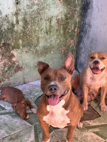 Vendo um filhote de Pitbull 