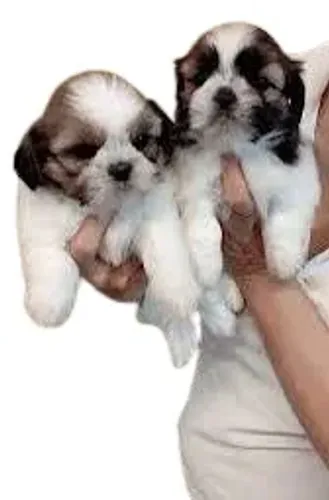 Filhote de Shih Tzu 50 na zona sul. 8103+9276