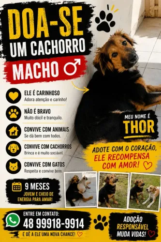 Doe se cachorro