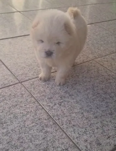 Chow Chow ¿ core disponíveis ¿ cheio de energia e amor para você e todos da familia