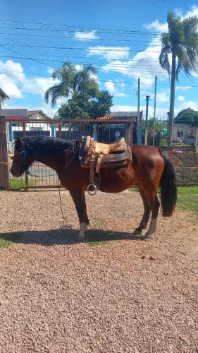 Cavalo Crioulo