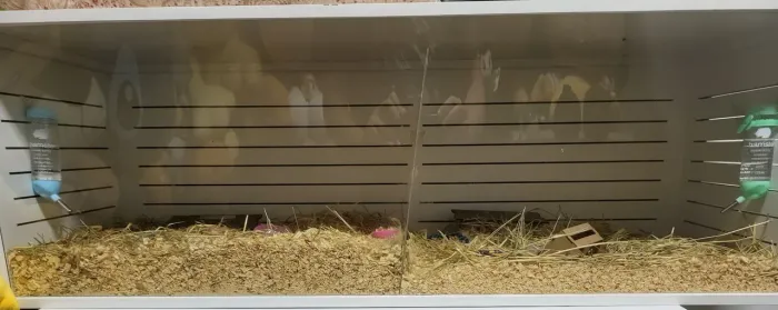 DOA-SE HAMSTERS E TERRARIO COM ACESSÓRIOS