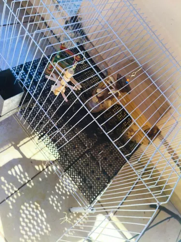Gaiola para roedor