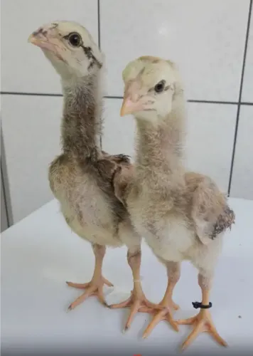 Pintinho Índio Gigante