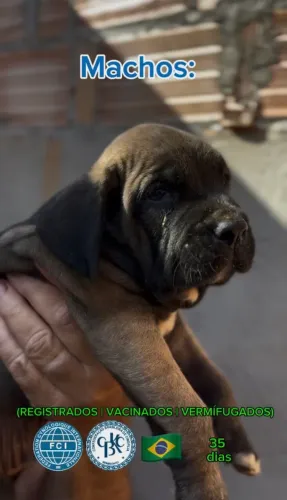 Filhotes de fila brasileiro c pedigree