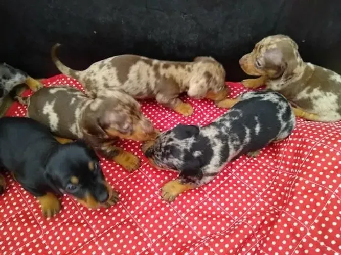 Filhotes de Teckel/Basset Disponíveis