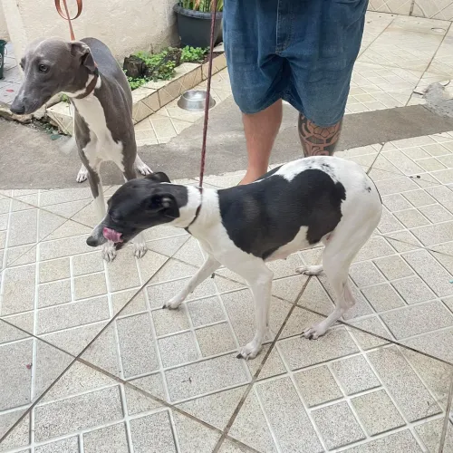 Whippet maravilhosos