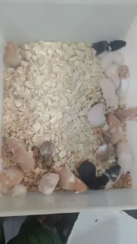 Hamsters e Ratos Twister