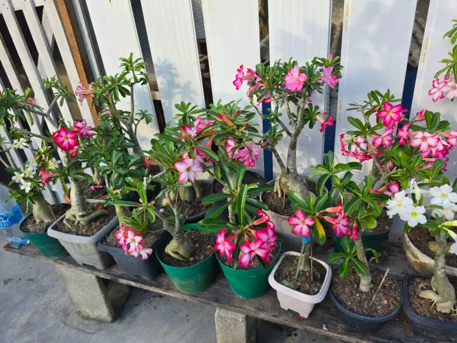 Rosas do deserto adultas