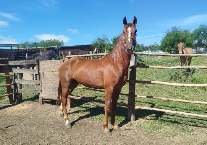 Cavalo Mangalarga Paulista 