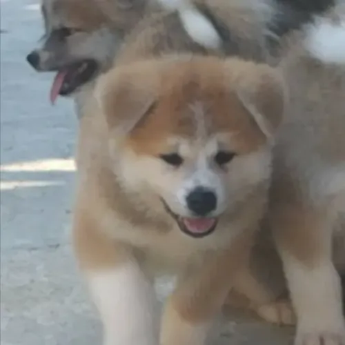 Akita Inu,Akita Inu Filhote Linda Linhagem Disponível