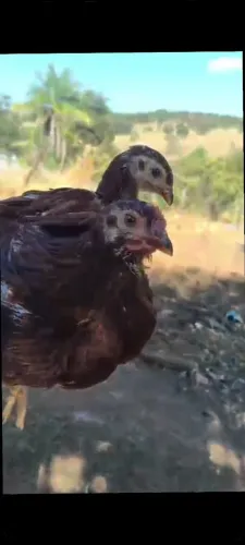 Franga galinha Rhode Island Red - Rodia (casal)
