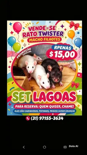 Filhotes machos de Twister