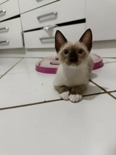 GATINHO MACHO PARA ADOÇÃO RESPONSÁVEL