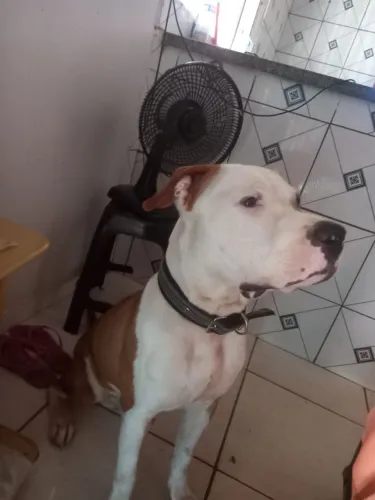 Cachorro