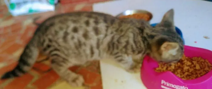 Bengal mestiço raridade e oportunidade!