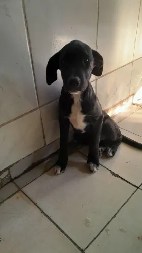 DOA-SE DOIS CACHORROS MACHOS.
