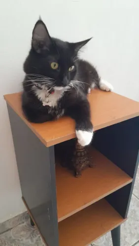 Linda gatinha preta de 1 ano