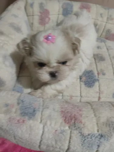 Shihtzu Macho e Fêmea (ler a descrição)