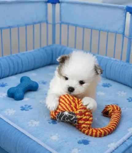 Lulu da pomerânia/ spitz Alemão ANÕES