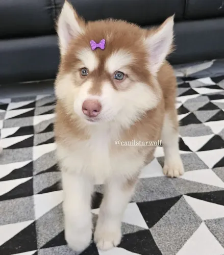 Filhote Husky Siberiano, Seus melhores momentos começarão ao lado de um filhotinho!