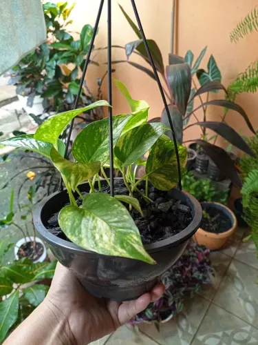 Vasinho pendente de jibóia prontinho pra decorar seu ambiente 