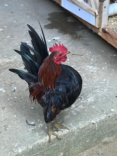 Galo e galinhas Serama
