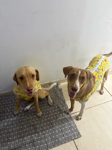 Adoção responsável! ? 2 cadelas caramelo